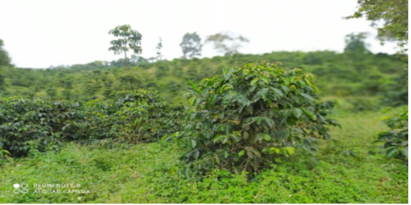 Figura 3. Plantación de café en la vereda Barcelona Alta, Circasia 